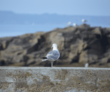 location vacances bretagne