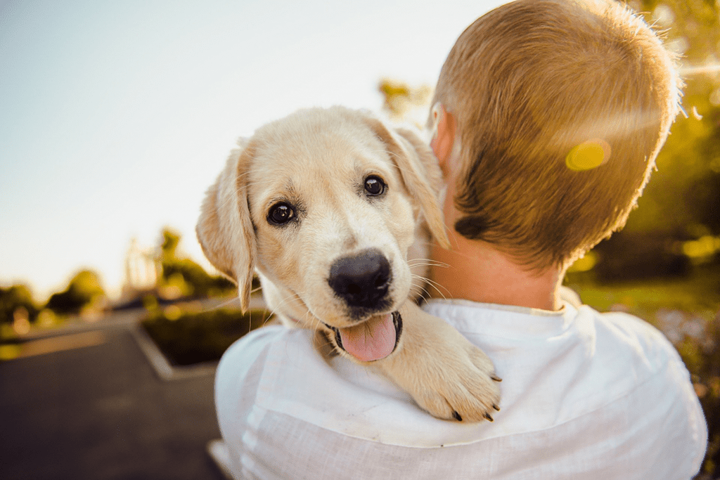 les animaux sont acceptés chez Goélia