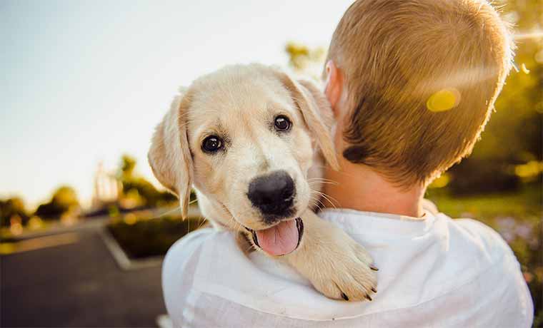 votre animal accueillit sur résidence