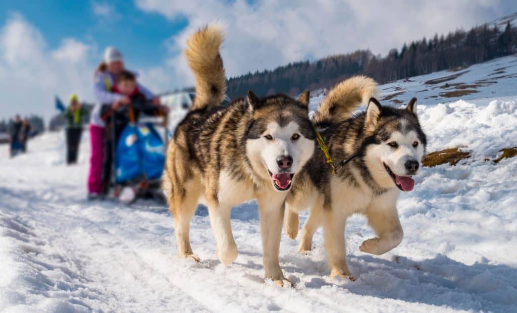 Mushers, la grande odyssée